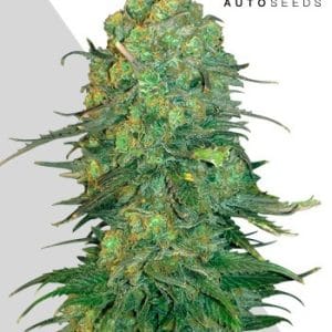 Durban Poison Auto by Auto Seeds – Sativa Dominant – Creative – The End of September – image 1 – Seed City