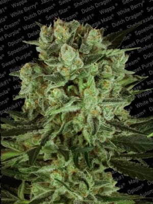 Durga Mata 2 CBD