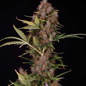 Dutch Automatic