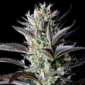 Dutch Blue Automatic