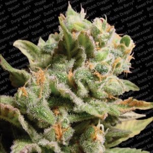 Dutch Dragon from Paradise Seeds