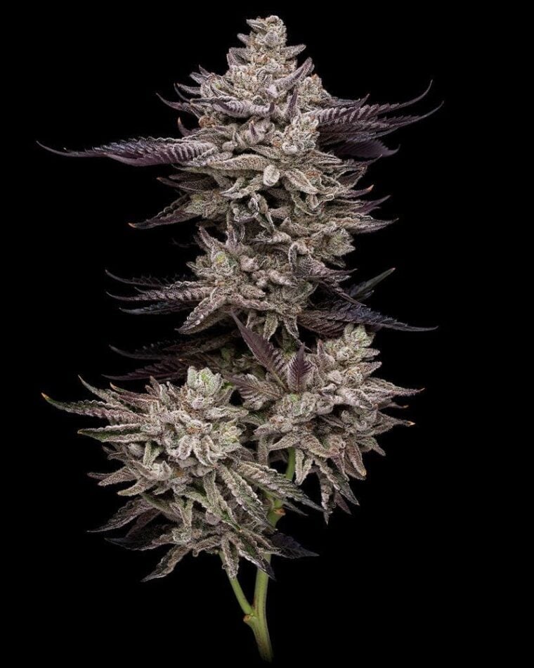 EL Valle Haze by Compound Genetics – Female seeds – Spicy – Outdoor cultivation – image 1 – Seed City
