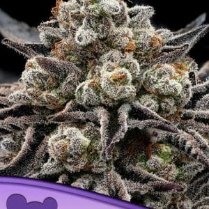 EPIC BUZZ by Anesia Seeds – Feminized – Happy – Indica Dominant – image 1 – Seed City