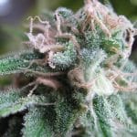 Early Skunk from Seedsman Seeds