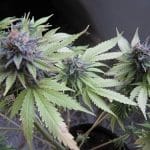 Image 5 of Early Skunk cannabis by Seedsman Seeds – 12/12 Photoperiod – Greenhouse – Floral – Seed City