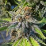 Early Skunk by Seedsman Seeds – Sativa-leaning – Tall (140cm plus) – 12/12 Photoperiod – image 8 – Seed City
