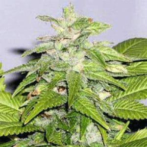 Early Bird Skunk