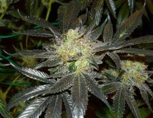 Early Bubba Kush