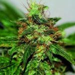 Image 1 of Early Durban cannabis by Seedsman Seeds – Beginning of October – Sativa-leaning – Anise – Seed City