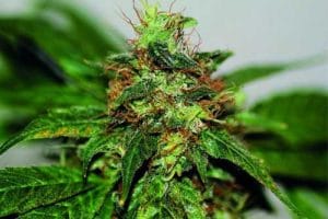 Early Durban