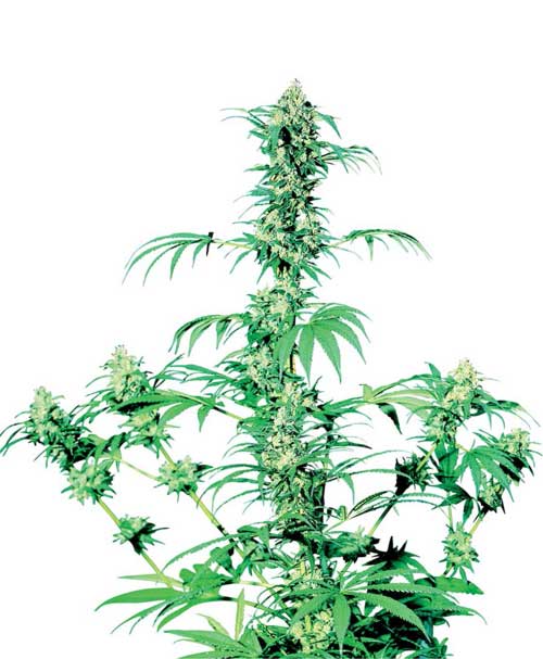 Early Girl by Sensi Seeds – Hashy – Regular – Outdoor cultivation – image 1 – Seed City