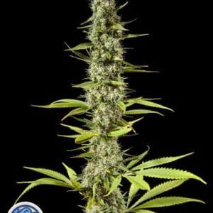 Early Maroc by Philosopher Seeds – Mostly Indica – Euphoric – Tall (140cm plus) – image 1 – Seed City