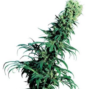 Greenhouse – Sativa Dominant – 12/12 Photoperiod – Early Pearl strain – image 1 – from Sensi Seeds via Seed City