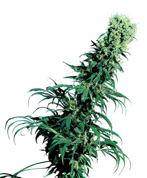 Greenhouse – Sativa Dominant – 12/12 Photoperiod – Early Pearl strain – image 1 – from Sensi Seeds via Seed City