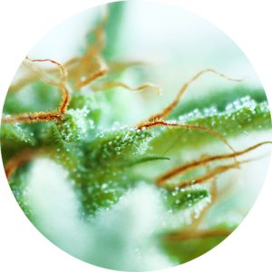 Early Sativa