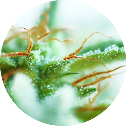 Early Sativa by Top Tao Seeds – Sativa-leaning – 12/12 Photoperiod – Tall (140cm plus) – image 1 – Seed City