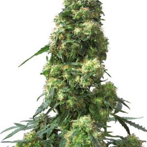 Image 1 of Early Skunk cannabis by Sensi Seeds – Resistant to Mould – Middle of October – Indica-heavy – Seed City