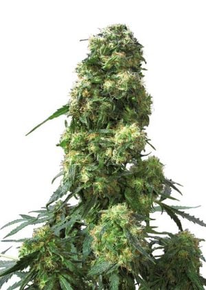 Early Skunk