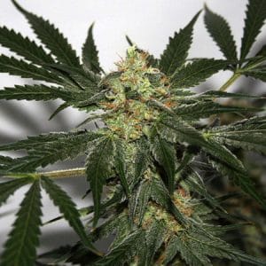 Image 1 of Early Skunk Haze cannabis by Mr Nice Seeds – Outdoor – Regular – Middle of October – Seed City