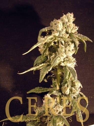 Coffeeshop Classics - Easy Rider Automatic cannabis – image 2 – Seed City