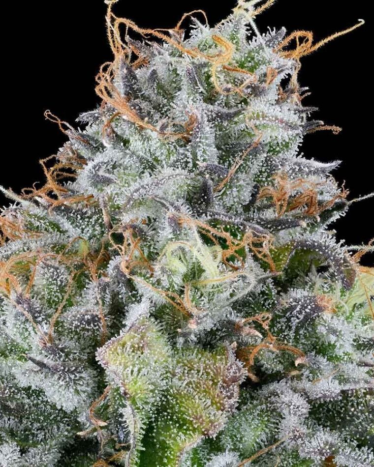 Easy Money from Grounded Genetics