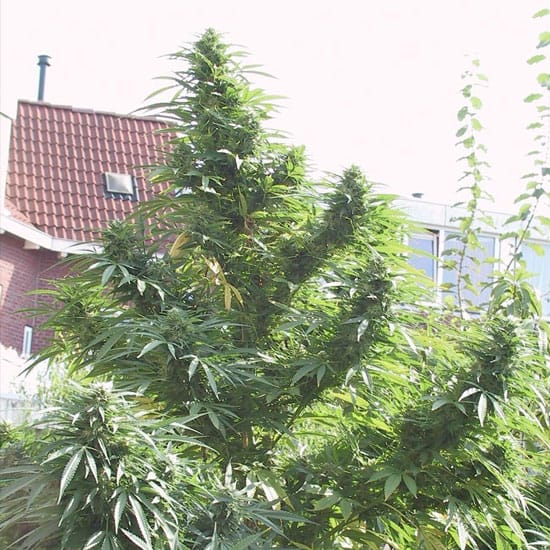 Easy Sativa by Female Seeds – Suited for indoor growing – 12/12 Photoperiod – Resistant to Mould – image 1 – Seed City