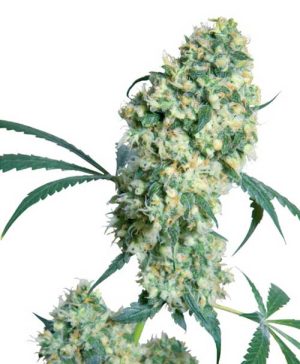 Ed Rosenthal Superbud