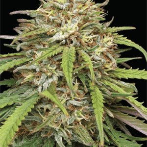 Ed Rosenthal’s Super High Life by Humboldt Seed Company – Sweet – Female seeds – 12/12 Photoperiod – image 1 – Seed City