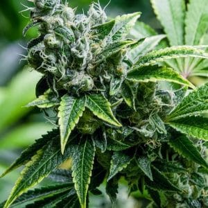Eden cannabis seeds – Sativa Dominant – Beginning of October – 12/12 Photoperiod – image 1 from Seed City