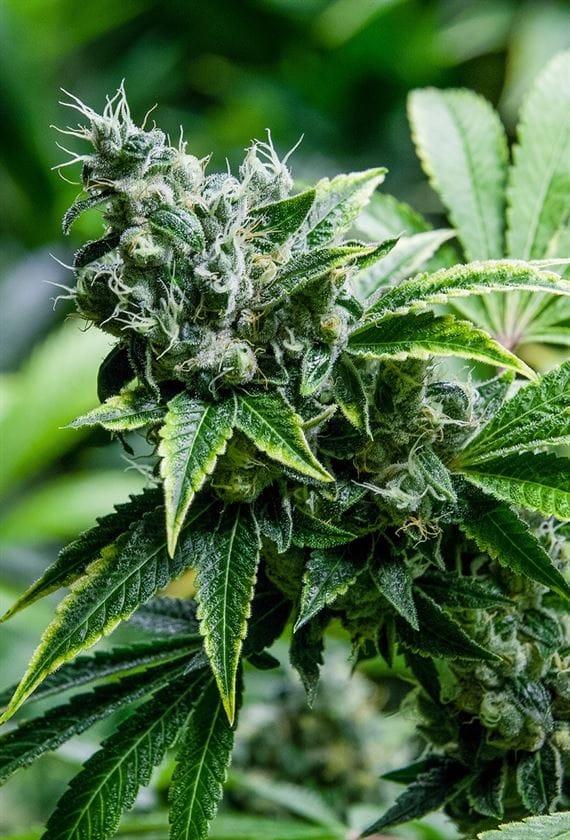 Eden cannabis seeds – Sativa Dominant – Beginning of October – 12/12 Photoperiod – image 1 from Seed City
