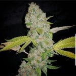 showing Large yield – Outdoor – Female seeds – image 1 – Seed City