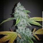 El Chapo from The Plug Seedbank