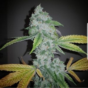 El Chapo from The Plug Seedbank