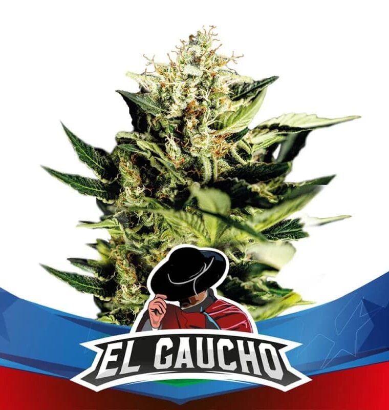 El Gaucho Faster Flowering by BSF Seeds – Super Strength – Indica Dominant – Fruity – image 1 – Seed City