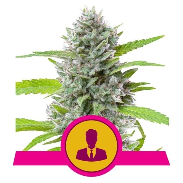 El Patron cannabis seeds – Sativa-leaning – Spicy – The End of October – image 1 from Seed City