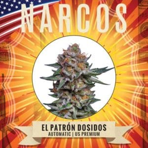 El Patron Dosidos Auto