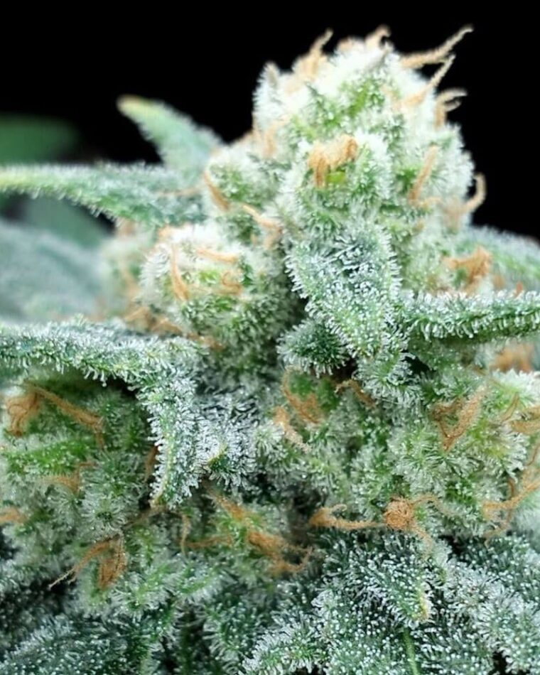Electric Koolaid from Grateful Seeds