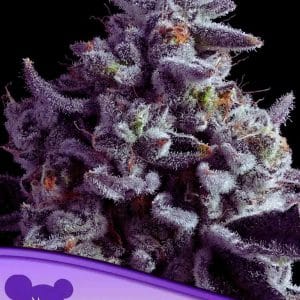 Elementz from Anesia Seeds