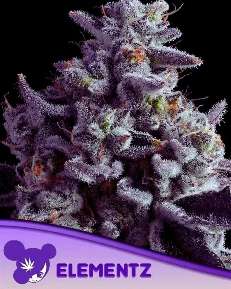 Elementz from Anesia Seeds