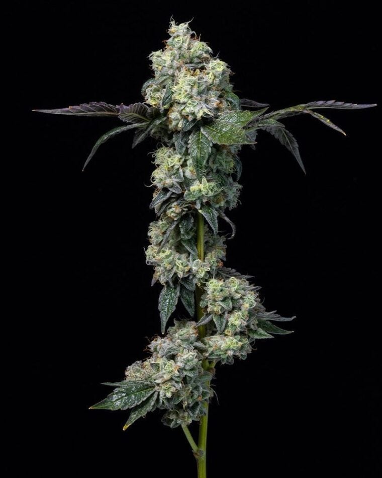Elephant Trunk cannabis seeds – Indoor-friendly – Gassy – Guaranteed female plants – image 1 from Seed City