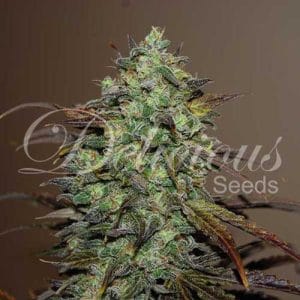 Eleven Roses from Delicious Seeds