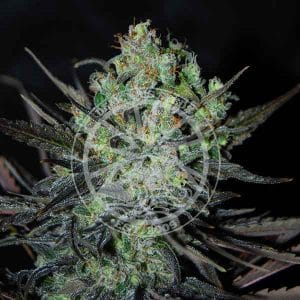 Eleven Roses Auto