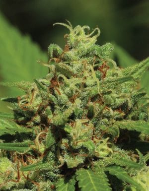 Emerald Fire OG Autoflower
