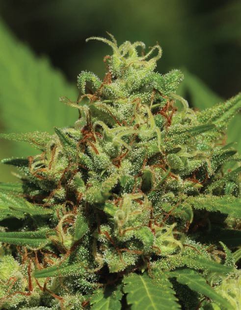 Emerald Fire OG by Humboldt Seed Company – Outdoor – 12/12 Photoperiod – Lemon – image 1 – Seed City