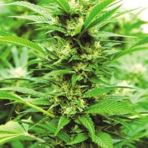 Emerald Jack by Emerald Triangle Seeds – Sativa Dominant – 12/12 Photoperiod – Middle of October – image 1 – Seed City