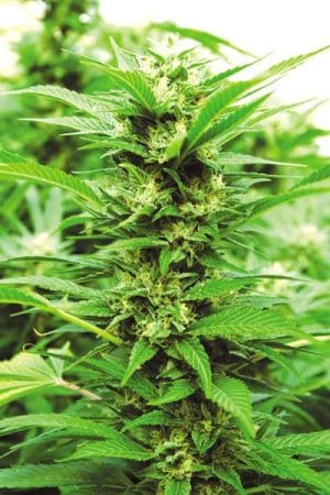 Emerald Jack