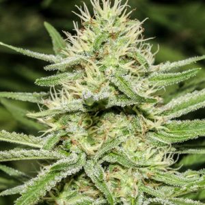 Enemy's Dream by Super Strains – 12/12 Photoperiod – The End of September – Musky – image 1 – Seed City