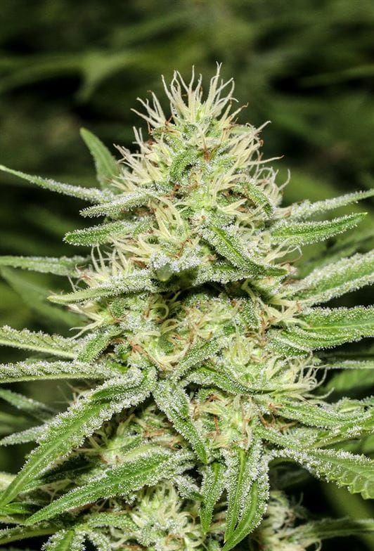 Enemy's Dream by Super Strains – 12/12 Photoperiod – The End of September – Musky – image 1 – Seed City