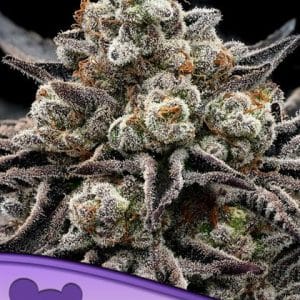 Epic Buzz Auto cannabis seeds – Super Strength – Relaxing – Sweet – image 1 from Seed City