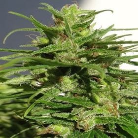 Ethiopian from Ace Seed bank